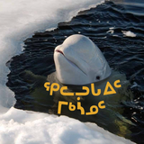 All about Belugas