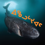 All about Greenland Sharks