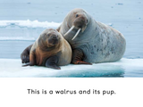 Adult and Baby Animals
