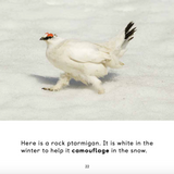 All about Birds