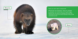 All about Wolverines