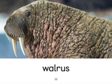Animals That Live in Arctic Waters