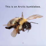Arctic Bugs