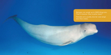 All about Belugas