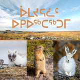Little Animals in the Arctic
