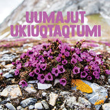 Living Things in the Arctic