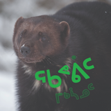 All about Wolverines