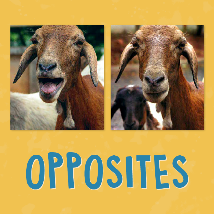 Opposites