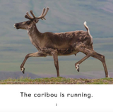 The Caribou