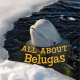 All about Belugas