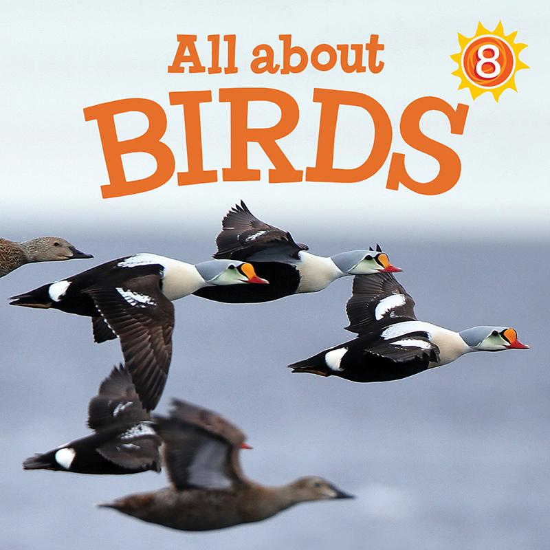 All about Birds