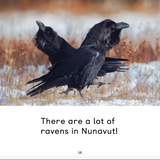 All about Ravens