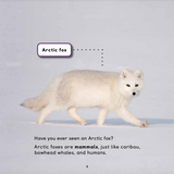 All about Arctic Foxes