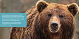 All about Grizzly Bears