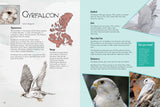 Junior Field Guide: Birds of Nunavut