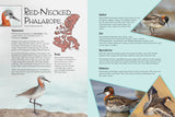 Junior Field Guide: Birds of Nunavut