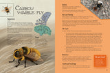 Junior Field Guide: Insects of Nunavut