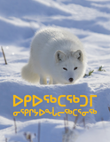 Arctic Animal Food Chains