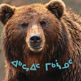 All about Grizzly Bears