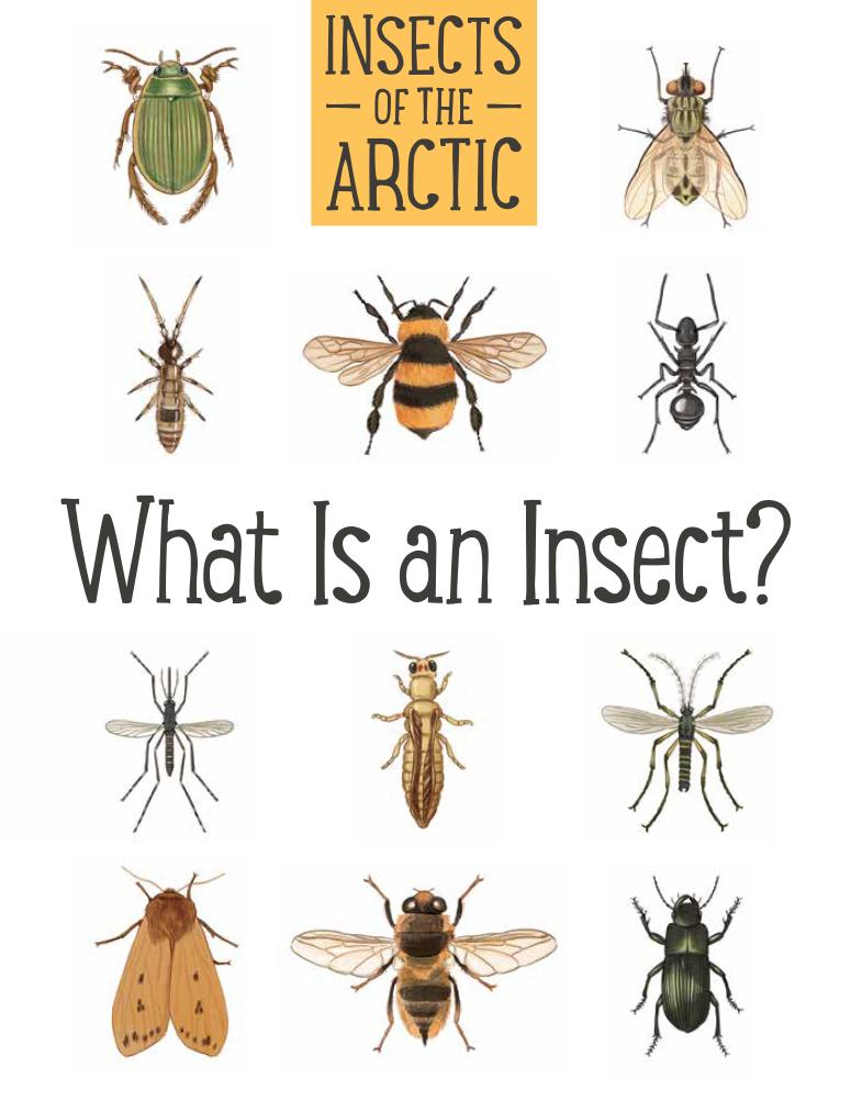 Insects of the Arctic: What Is an Insect?