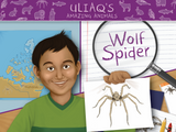 Uliaq’s Amazing Animals: Wolf Spider