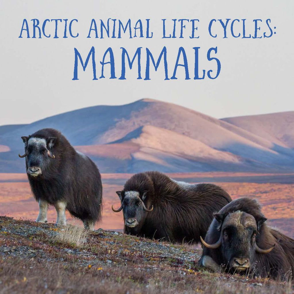 Arctic Animal Life Cycles: Mammals