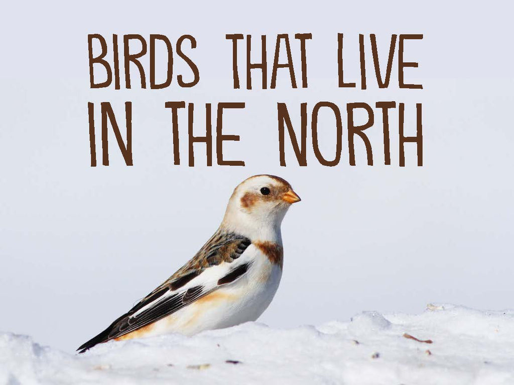Birds That Live in the North