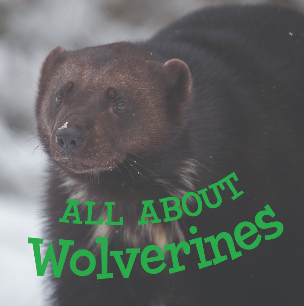 All about Wolverines